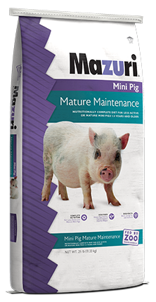 Porzellanmühlen, Mazuri Mini Pig Elder